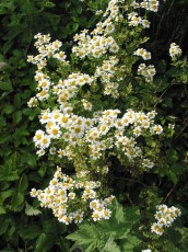 Mutterkraut, Chrysanthemum parthenium