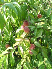 Weinbergpfirsich, Prunus persica