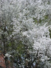 Kirschpflaume, Prunus cerasifera
