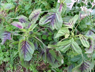 Gemüse-Amarant, Amaranthus tricolor