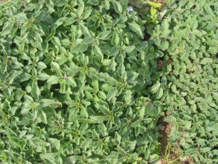Kretischer Oregano, Origanum vulgare ssp. heracleoticum