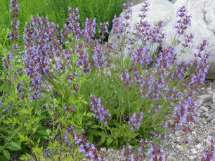 Salbei, Gartensalbei, Salvia officinalis