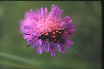 Ackerwitwenblume, Knautia arvensis