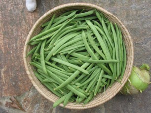 Buschfisole Monika, Phaseolus vulgaris
