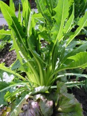 Löwenzahnsalat, Cichorium intybus