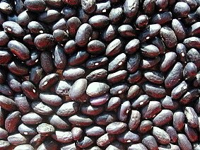 Stangentrockenbohne Schwarze Kroatische, Ph. vulg.
