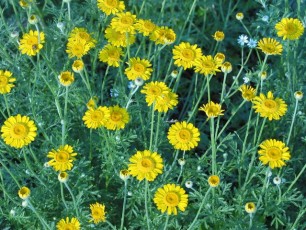Färberkamille, Anthemis tinctoria