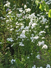 Bertramsgarbe, Achillea ptarmica plena