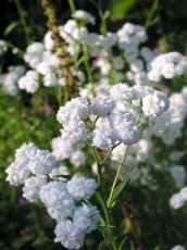 Bertramsgarbe, Achillea ptarmica plena