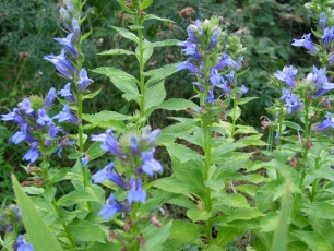 Lobelie, Lobelia syphilitica