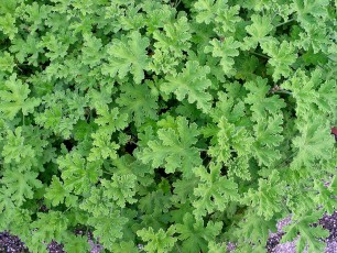 Duftpelargonie, Pelargonium sp.