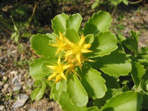 Fetthenne, Sedum sp.