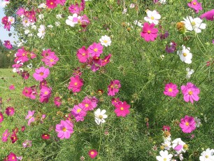 Kosmea, Cosmos bipinnatus