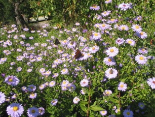 Glattblatt-Herbstaster, Aster novi-belgii