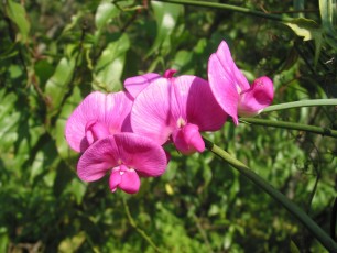 Knollen-Platterbse, Lathyrus tuberosus