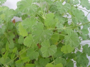 Duftpelargonien, Pelargonium sp.