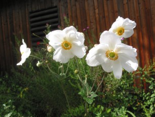Herbstanemone, Anemone japonica