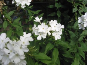 Weißer Phlox, Ühlox paniculatum