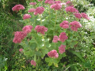 Fetthenne, Sedum telephium