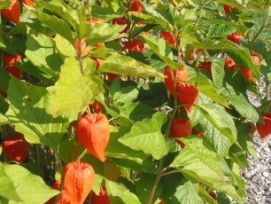 Lampionblume, Physalis alkekengi
