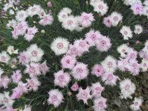 Bauernnelke, Dianthus gratianopolitanus