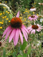 Roter Sonnenhut, Echinacea purpurea