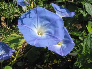 Prunkwinde, Ipomoea