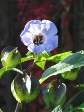Nicandra, Giftbeere, Nicandra physaloides