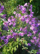 Raublatt-Herbstaster, Aster novae-angliae