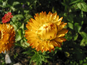 Strohblume, Helichrysum bractatum