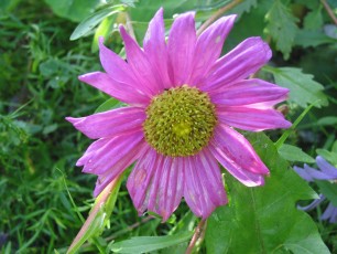 Sommeraster, Callistephus sinensis