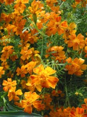Dufttagetes, Tagetes tenuifolia