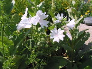 Weiße Moschusmalve, Malva moschata