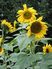 Gartensonnenblume, Helianthus annuus