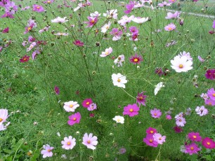 Kosmea. Cosmos bipinnatus