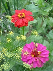 Zinnie, Zinnia elegans