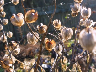 Giftbeere, Nicandra, Nicandra physaloides