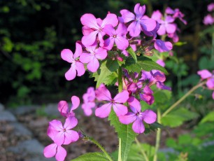 Silberling, Judastaler, Lunaria annua