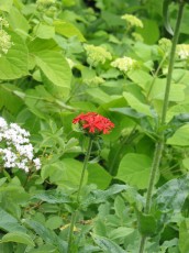 Brennende Liebe, Lychnis coronaria