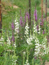 Roter Fingerhut, Digitalis purpurea