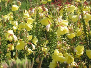 Großblüt. Nachtkerze, Oenothera grandiflora