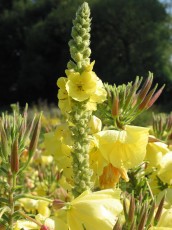 Großblüt. Nachtkerze, Oenothera grandiflora