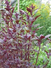 Färberamarant, Amaranthus cruentus