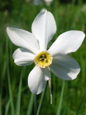 Dichternarzisse, Narcissus poeticus