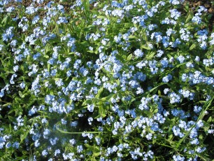 Gartenvergissmeinnicht, Myosotis sylvestris