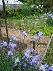 Deutsche Schwertlilie, Iris germanica