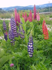 Lupine, Lupinus polyphyllos