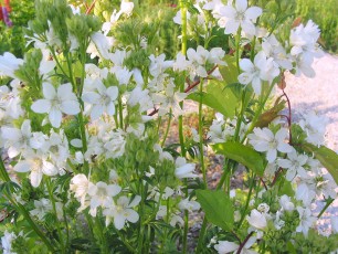 Himmelsleiter, Jakobsleiter, Polemonium coeruleum