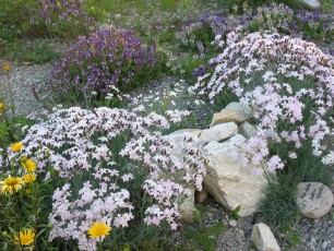 Bauernnelke, Pfingstnelke, Dianthus gratianopolitanus
