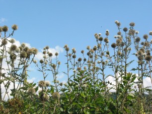 Blaue Kugeldistel, Echinops ritro